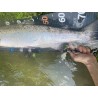 Morpho Fishing Islanda S-290 MH Travel