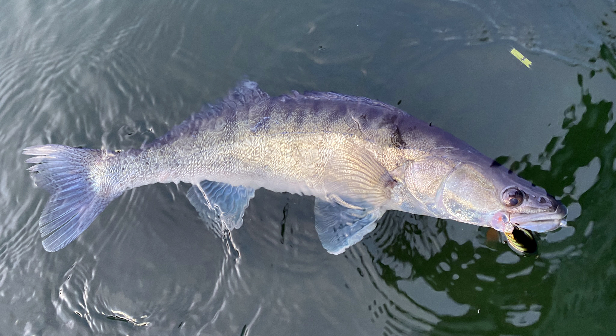 Westin RawBite - Esche artificiali hard baits - Negozio di pesca ESCHE