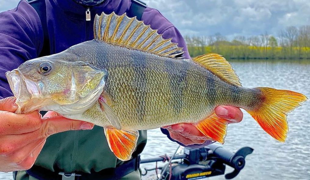 Mepps Winner Spinners – Esche Rotanti Per Trota, Luccio, Persico, Spigola, Salmone – Pesca In Mare E Acqua Dolce